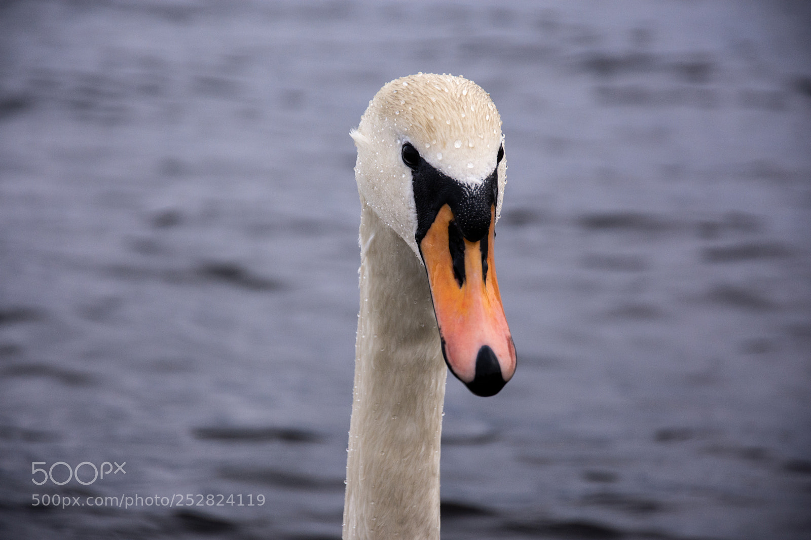 Nikon D7200 sample photo. A swan just emerged photography