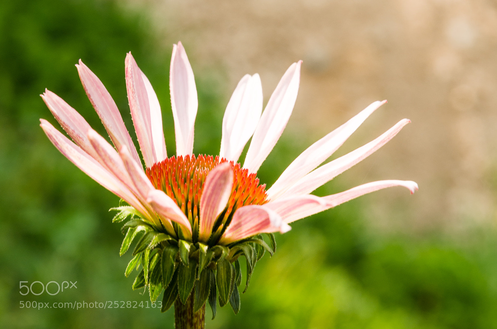 Nikon D7000 sample photo. Echinacea flower photography