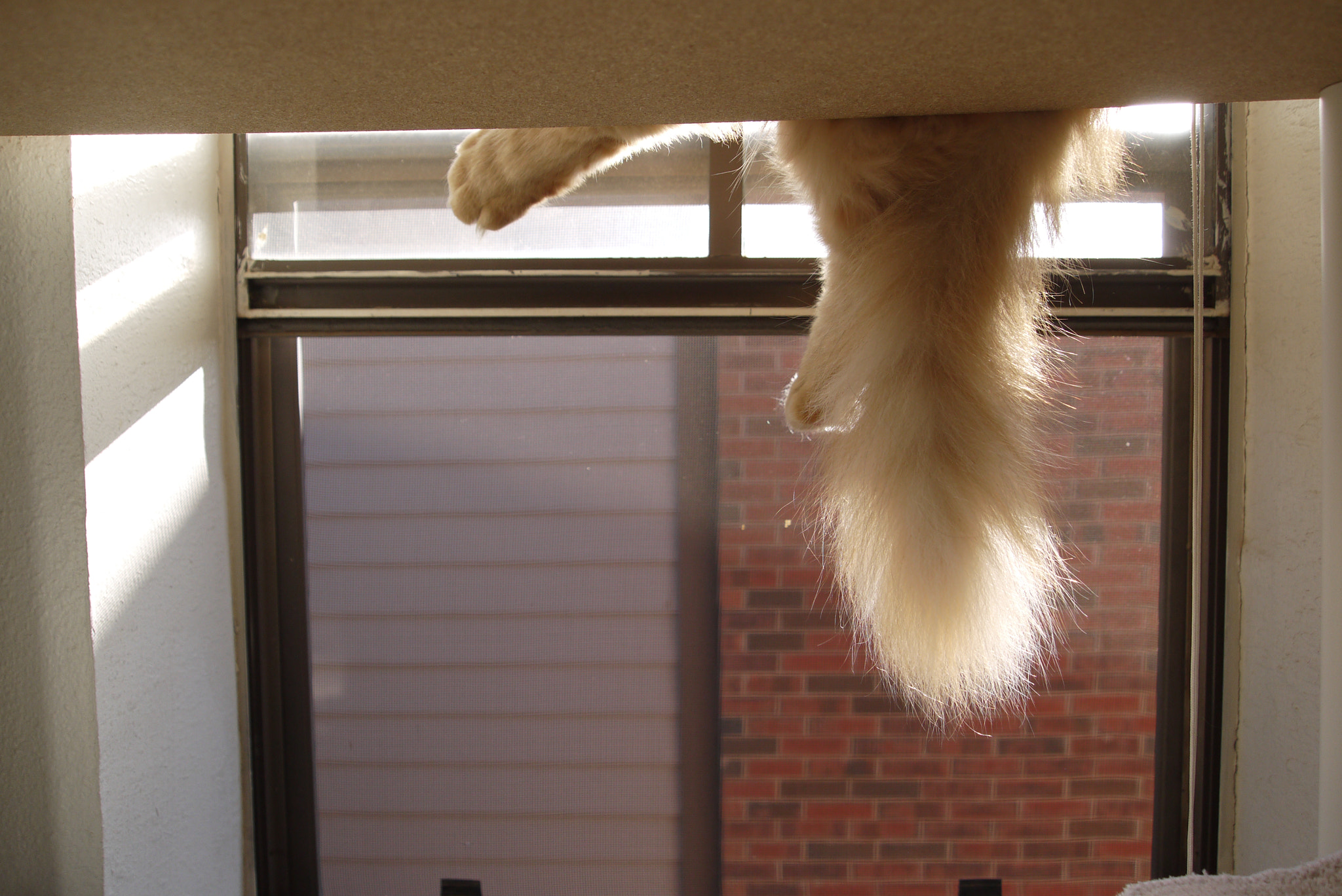 Panasonic Lumix DMC-GF2 sample photo. Lazy cat nap photography