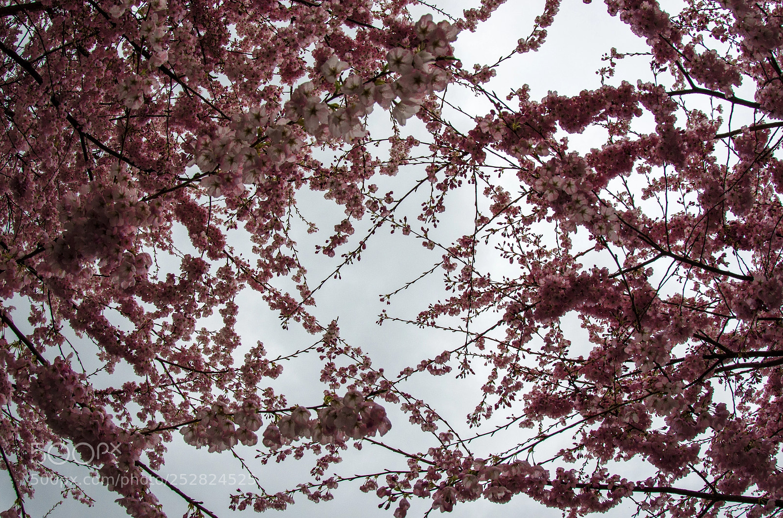 Pentax K-5 II sample photo. Cherryblossom photography