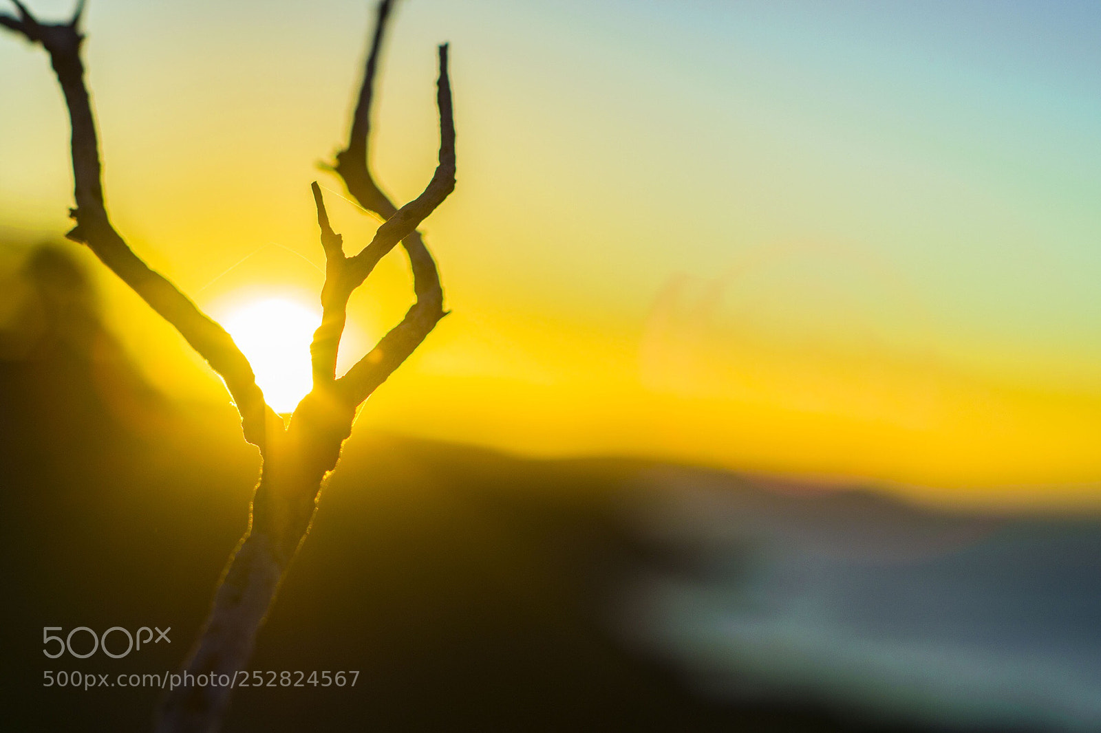 Nikon D5300 sample photo. Thebestviewabranchcanhave photography