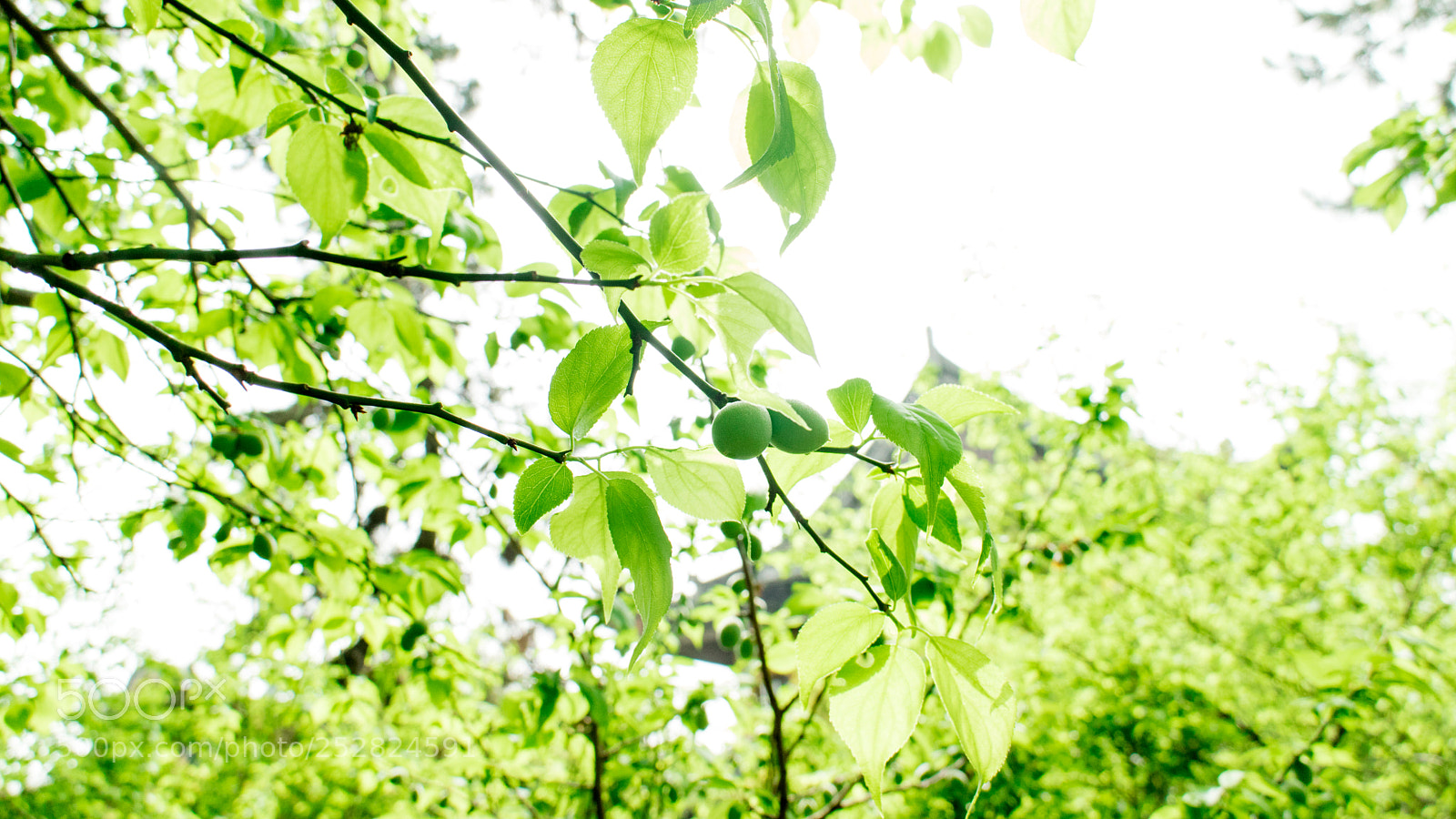 Canon EOS M3 sample photo. Untitled photography