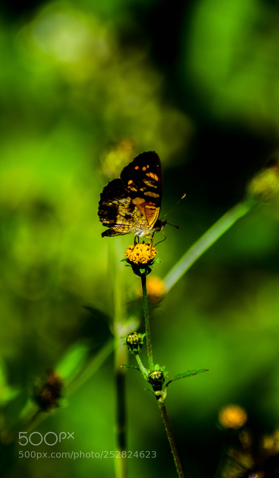 Nikon D5300 sample photo. Butterfly and a flower photography