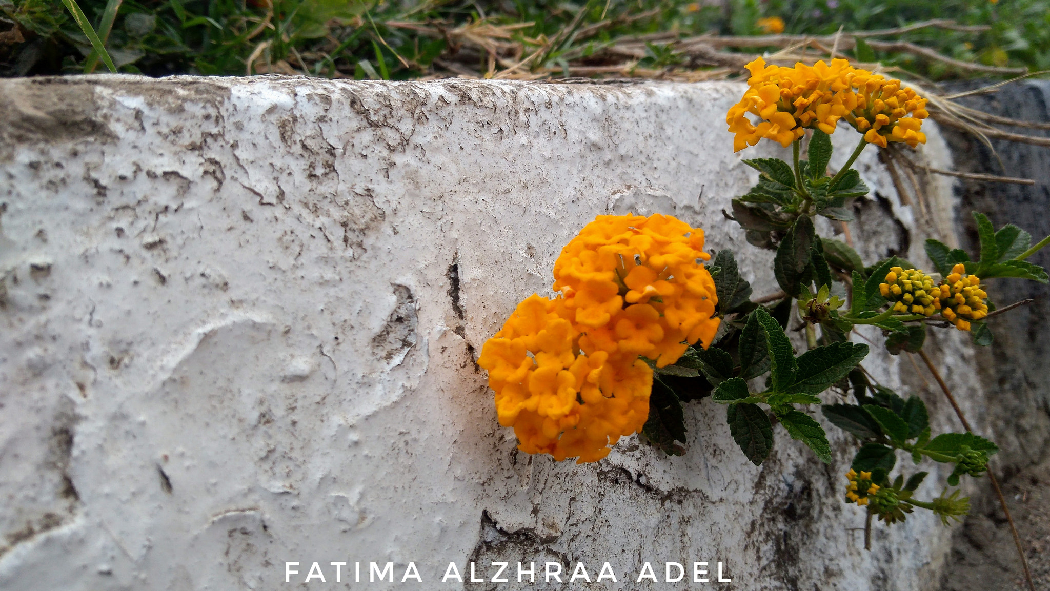 Lenovo K6 NOTE sample photo. Untitled photography