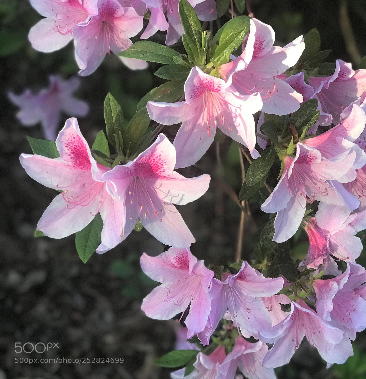 Apple iPhone 7 Plus sample photo. Azalea blooms photography