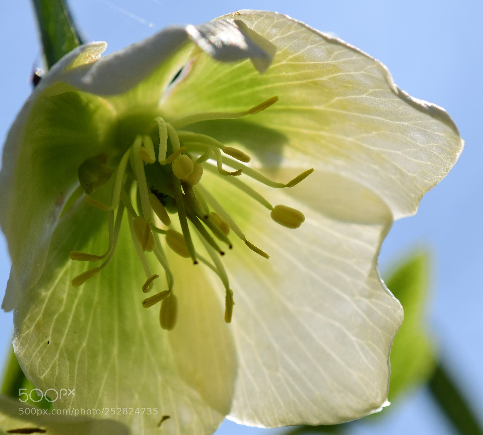 Nikon D3300 sample photo. Details photography