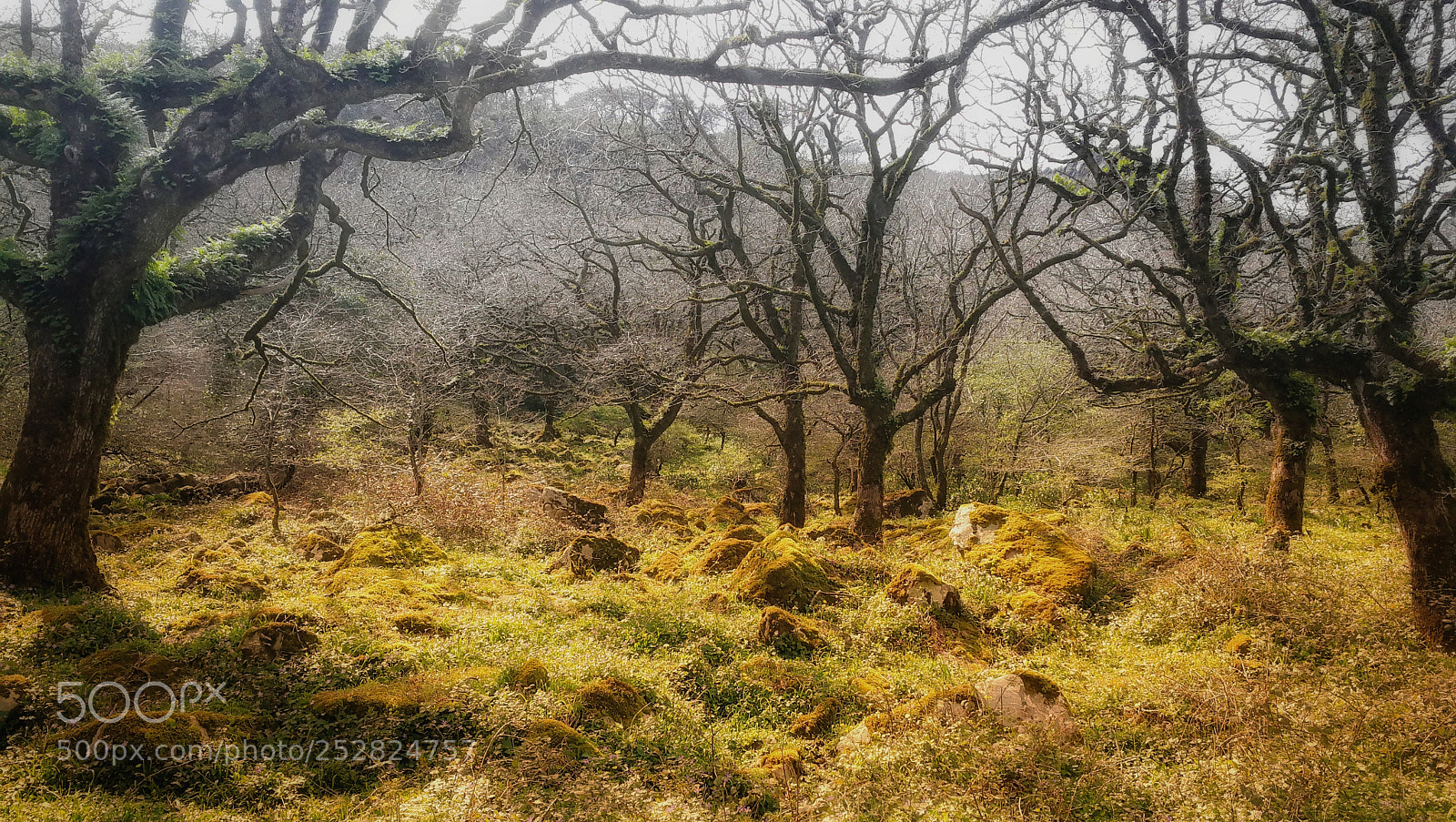 HUAWEI Mate 9 sample photo. Bosque encantado photography