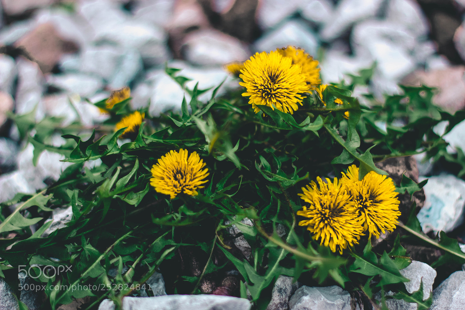 Canon EOS 700D (EOS Rebel T5i / EOS Kiss X7i) sample photo. Dandelion photography