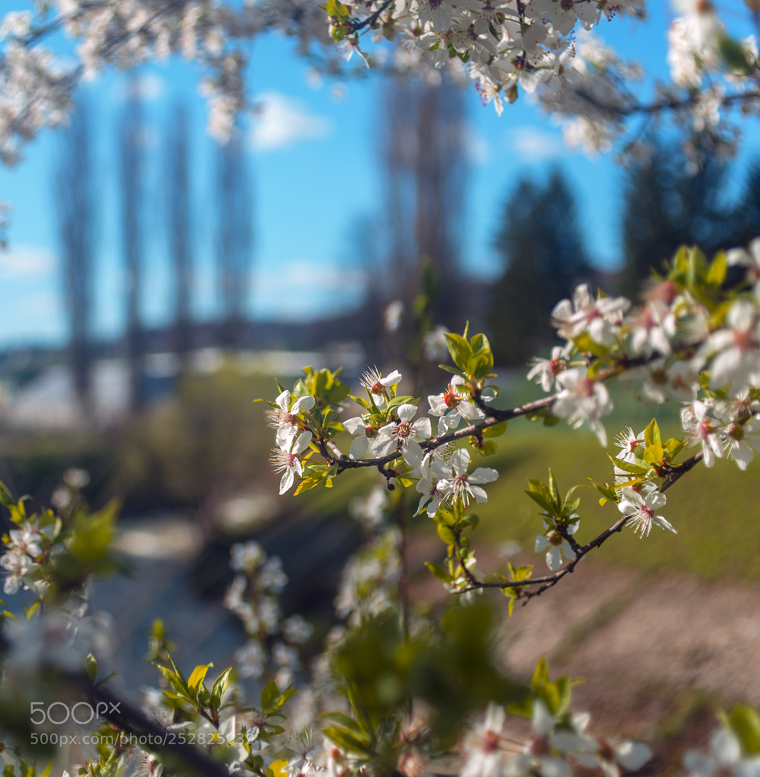 Nikon D610 sample photo. Springtime photography