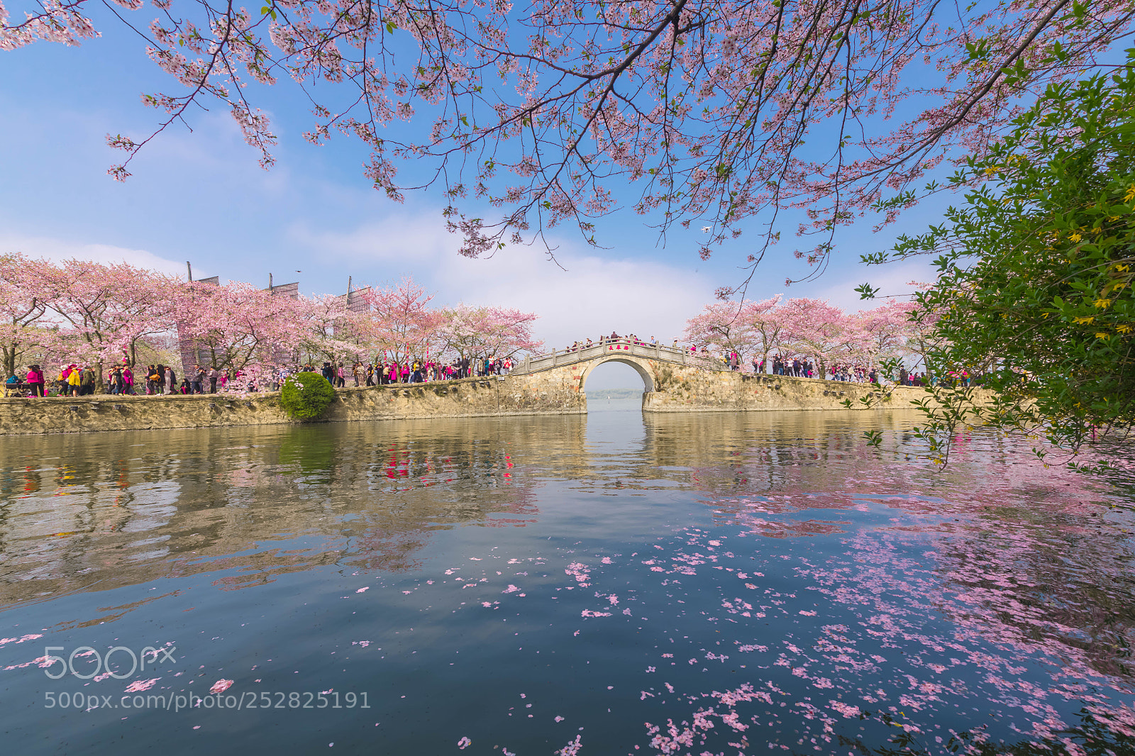 Nikon D850 sample photo. Sakura season in wuxi photography