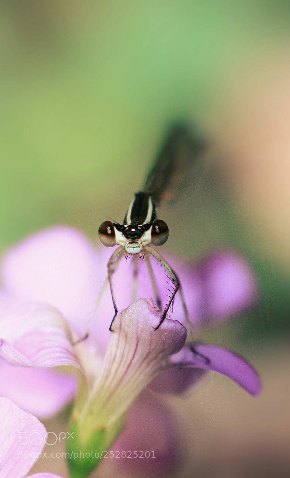 Canon EOS 50D sample photo. Untitled photography