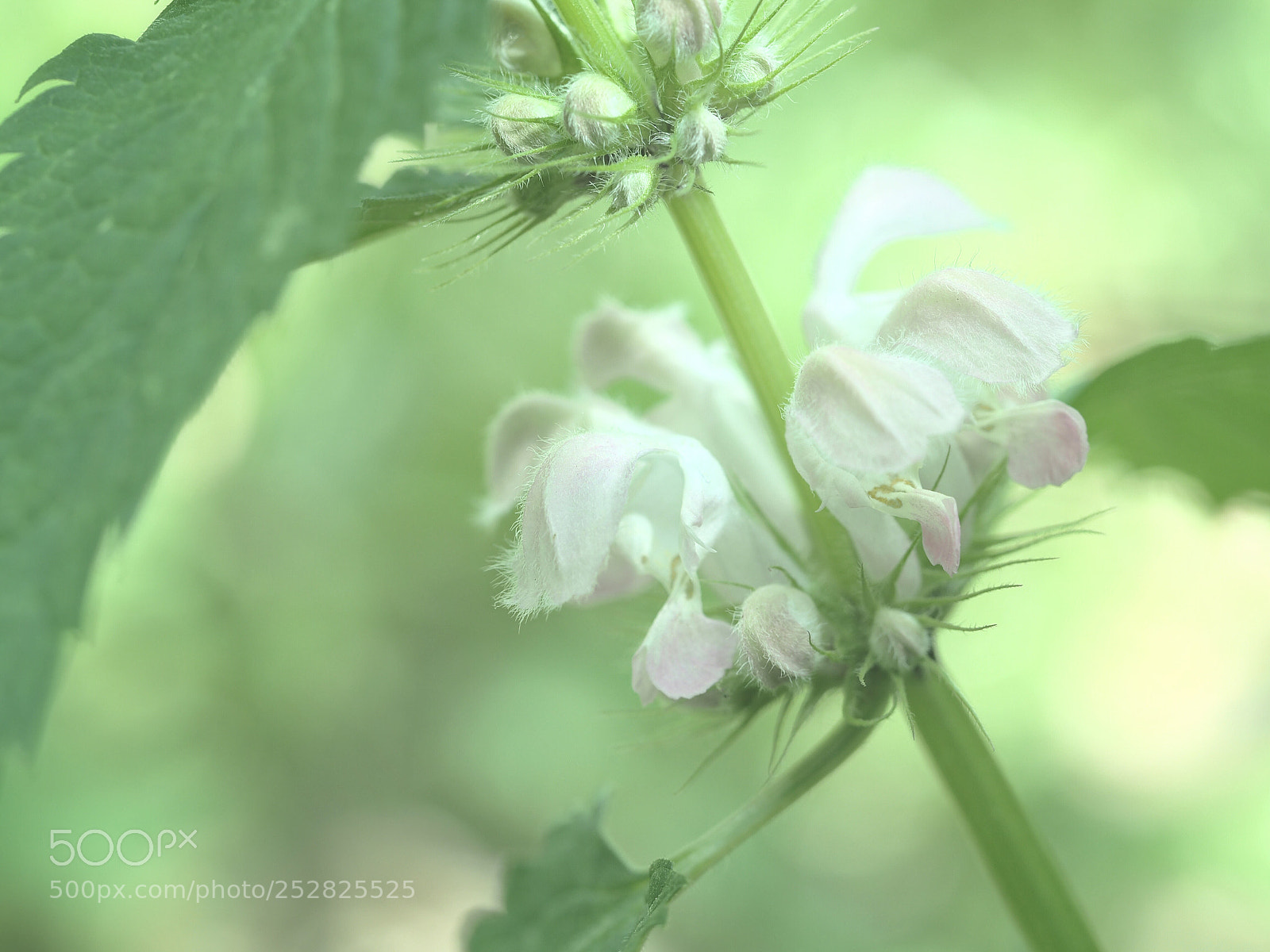 Olympus PEN E-PL7 sample photo. Dead nettle photography