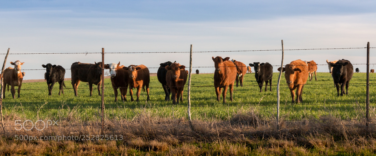 Canon EOS 70D sample photo. Cattle at sunset mexia photography