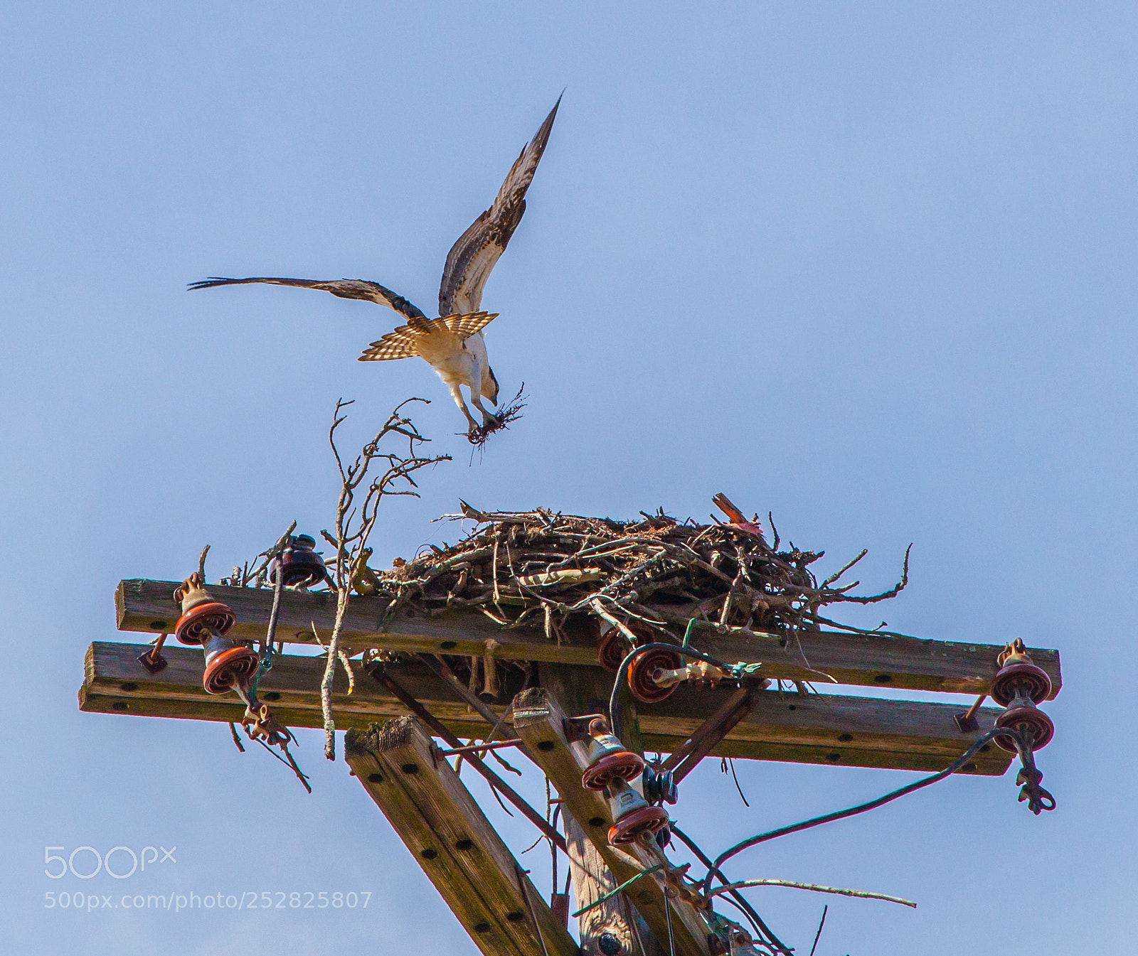 Canon EOS 5D Mark II sample photo. Bringing more branches photography