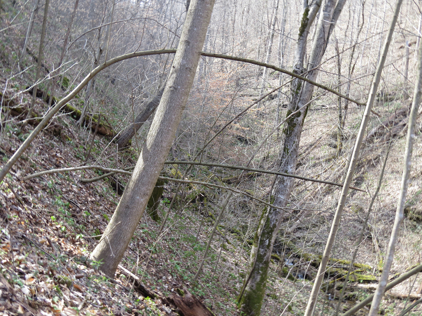 Canon PowerShot SX50 HS sample photo. West virginia woods photography