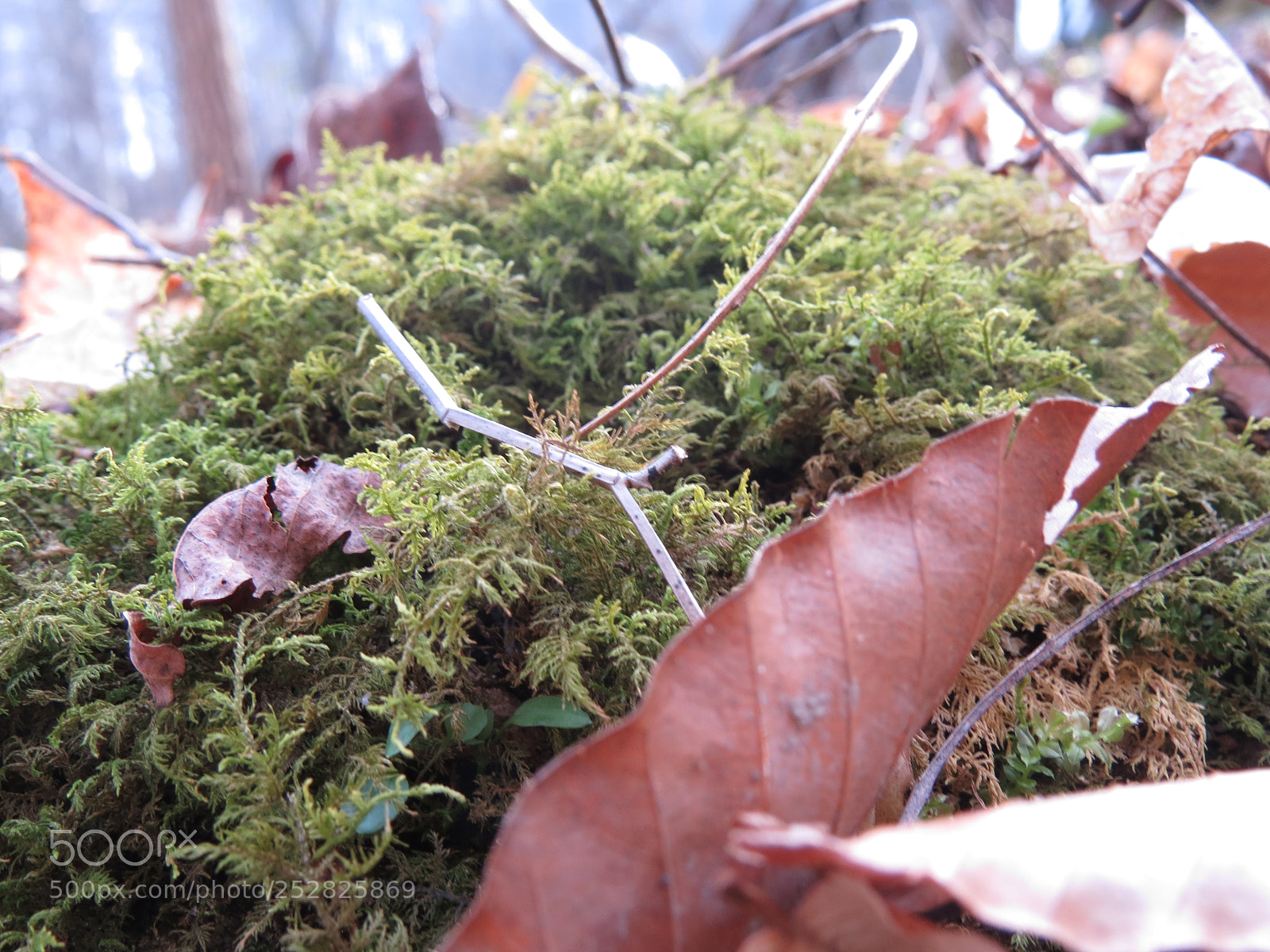 Canon PowerShot SX50 HS sample photo. West virginia woods photography