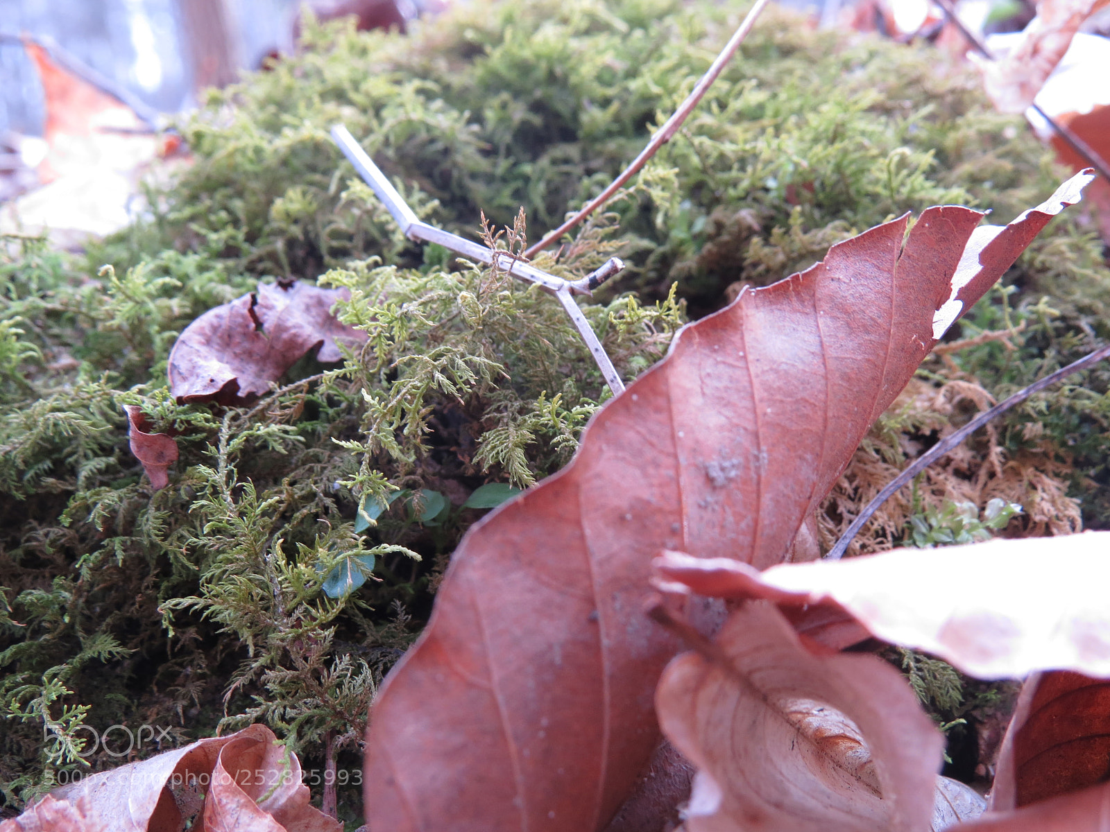 Canon PowerShot SX50 HS sample photo. West virginia woods photography