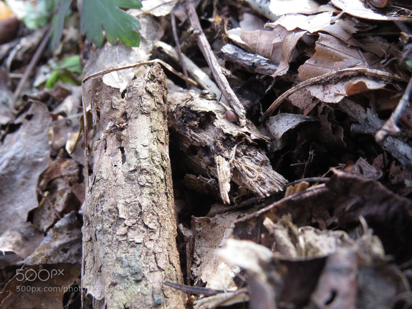 Canon PowerShot SX50 HS sample photo. West virginia woods photography
