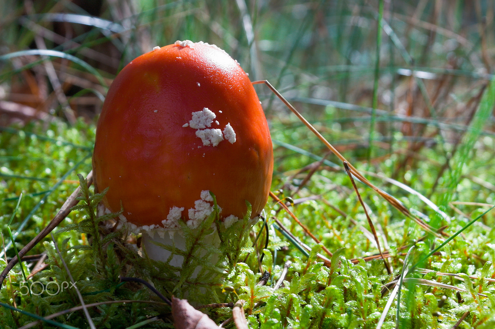 Samsung NX100 sample photo. Fine, but deadly dangerous. photography