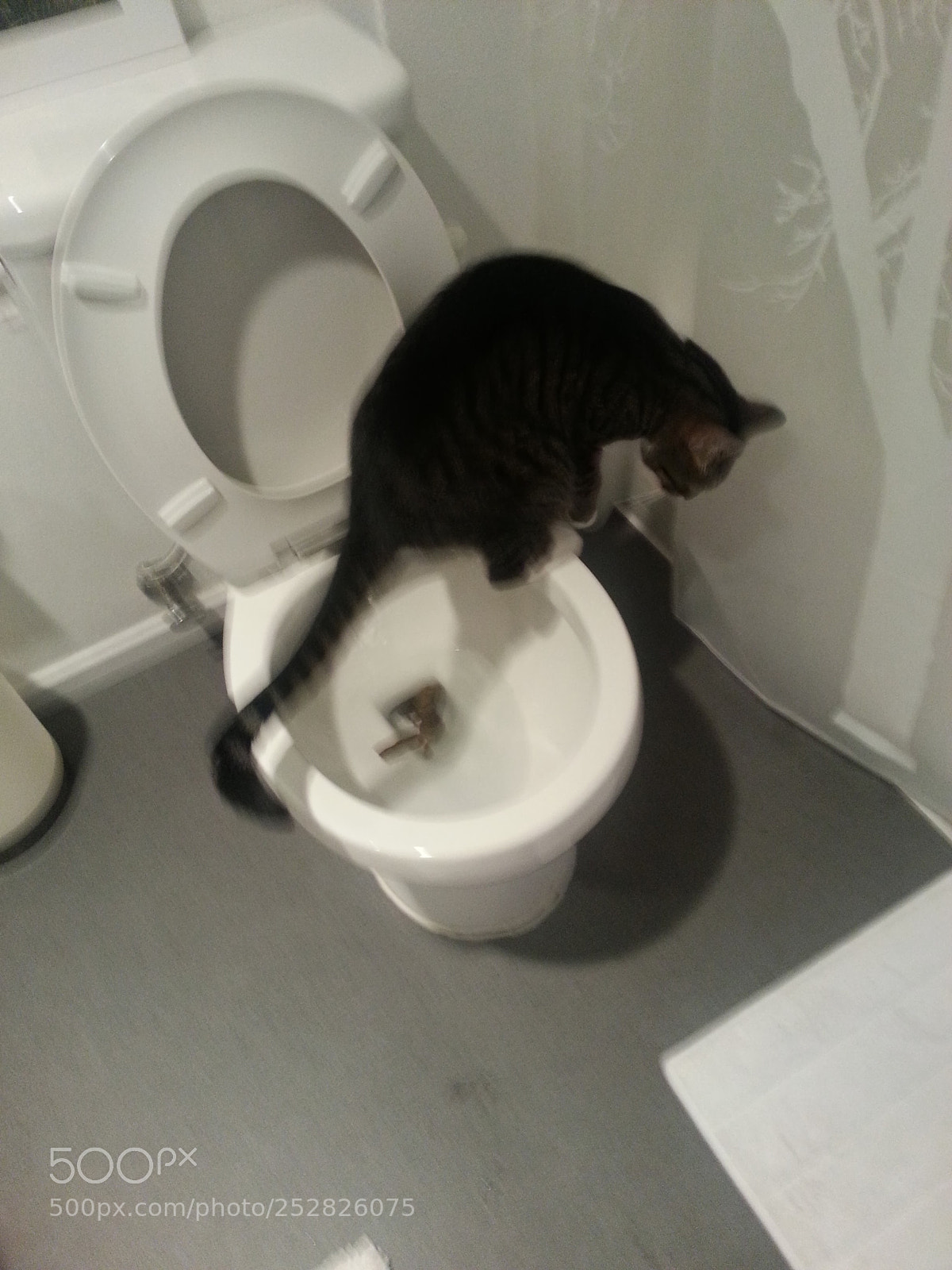Samsung Galaxy S3 sample photo. Cat, kitty, animal photography
