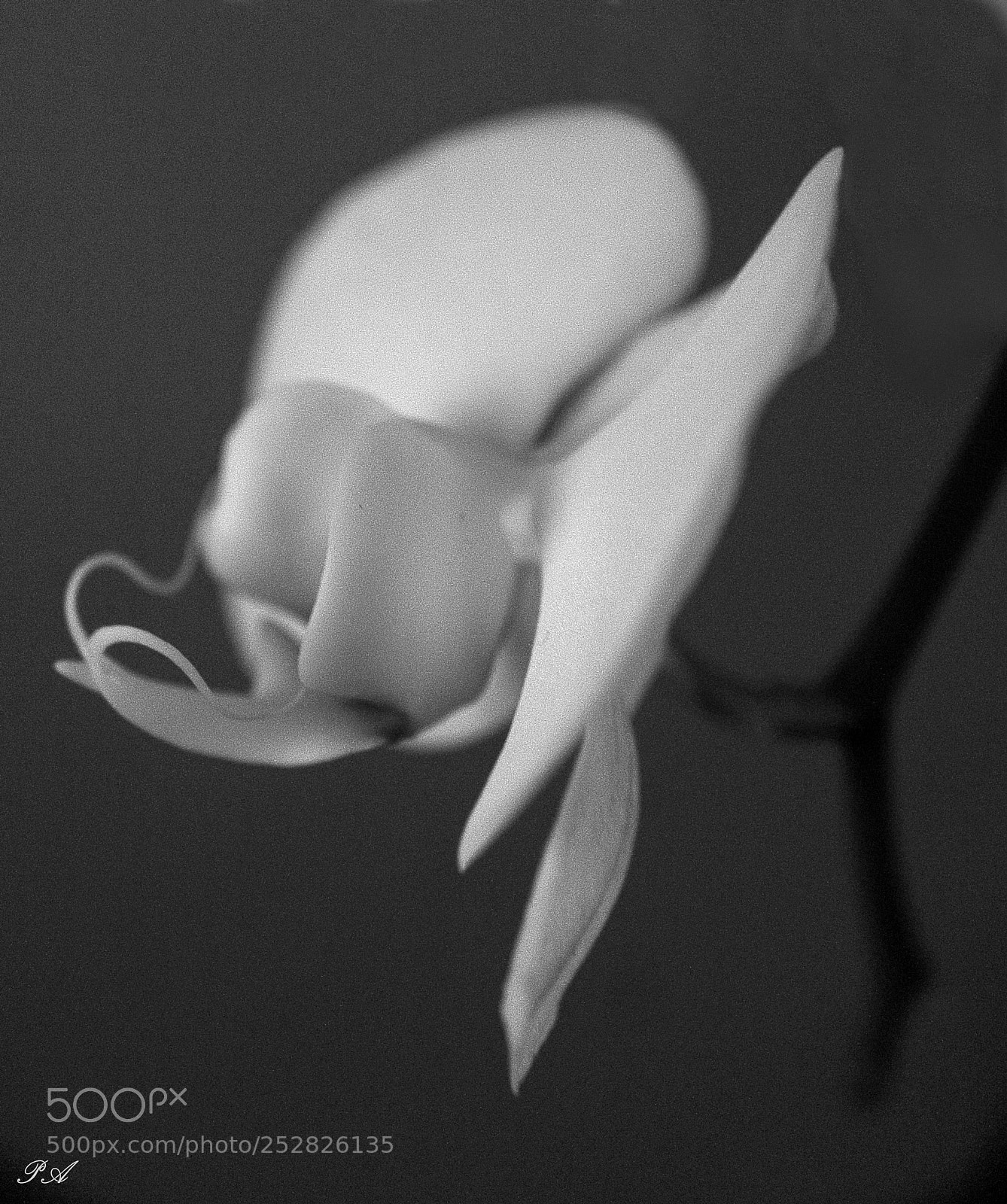 Canon EOS 1100D (EOS Rebel T3 / EOS Kiss X50) sample photo. White orchid photography
