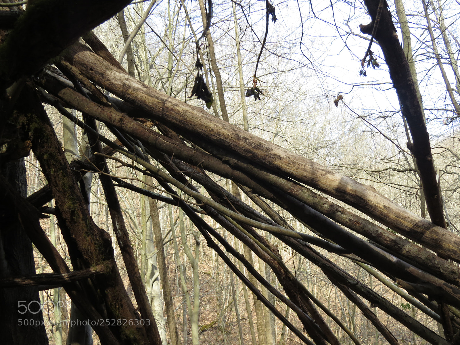 Canon PowerShot SX50 HS sample photo. West virginia woods photography