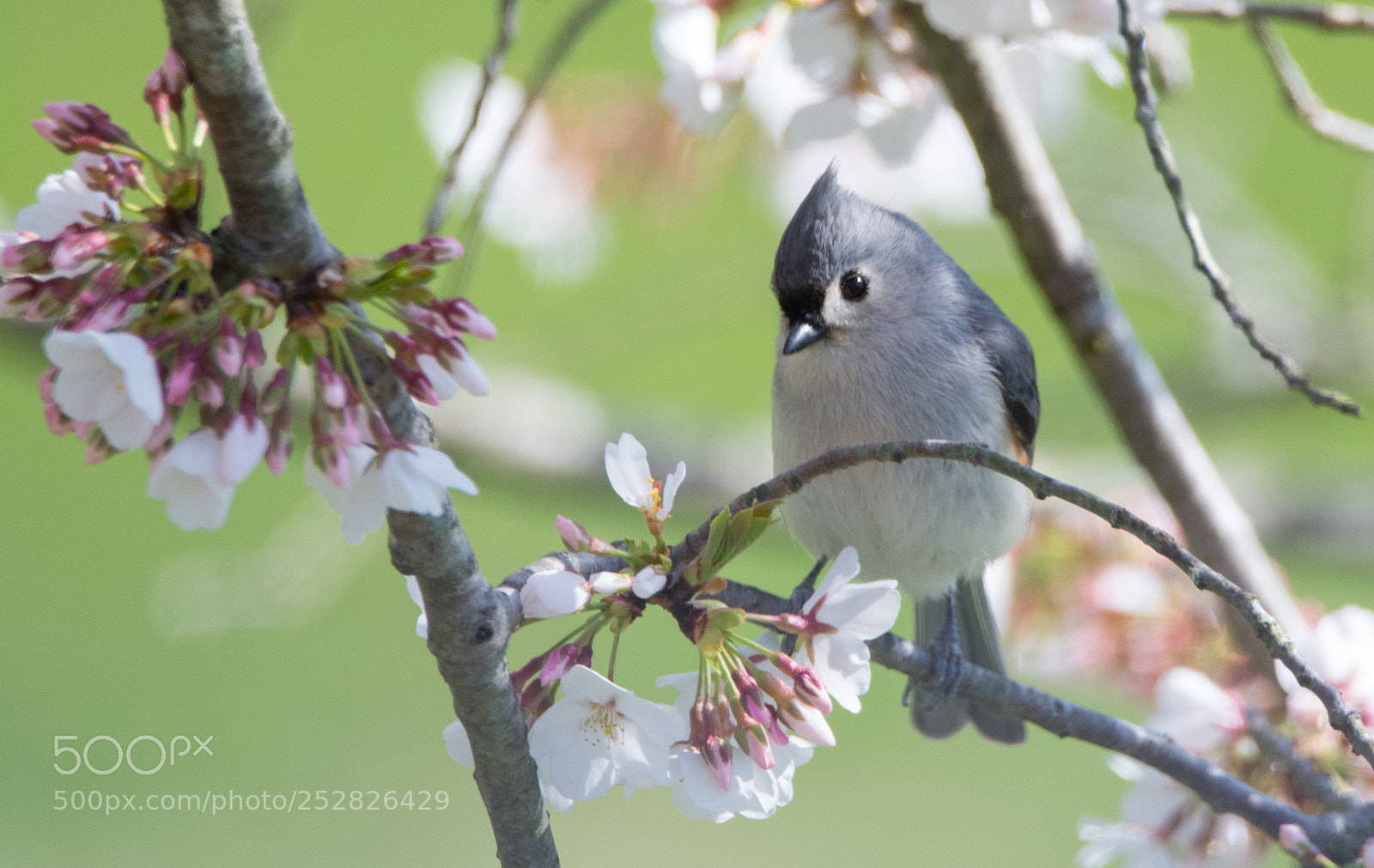 Nikon D5200 sample photo. Tufted titmouse perched in photography