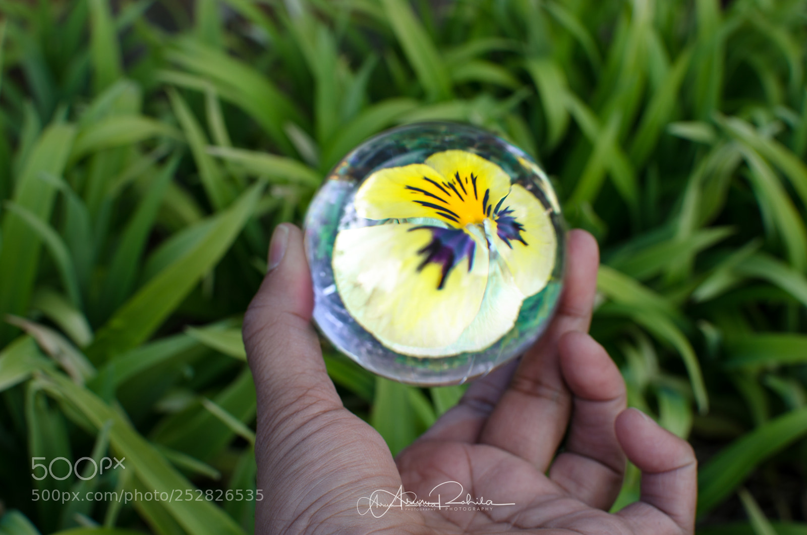 Nikon D5100 sample photo. Lensball yellow pansy photography