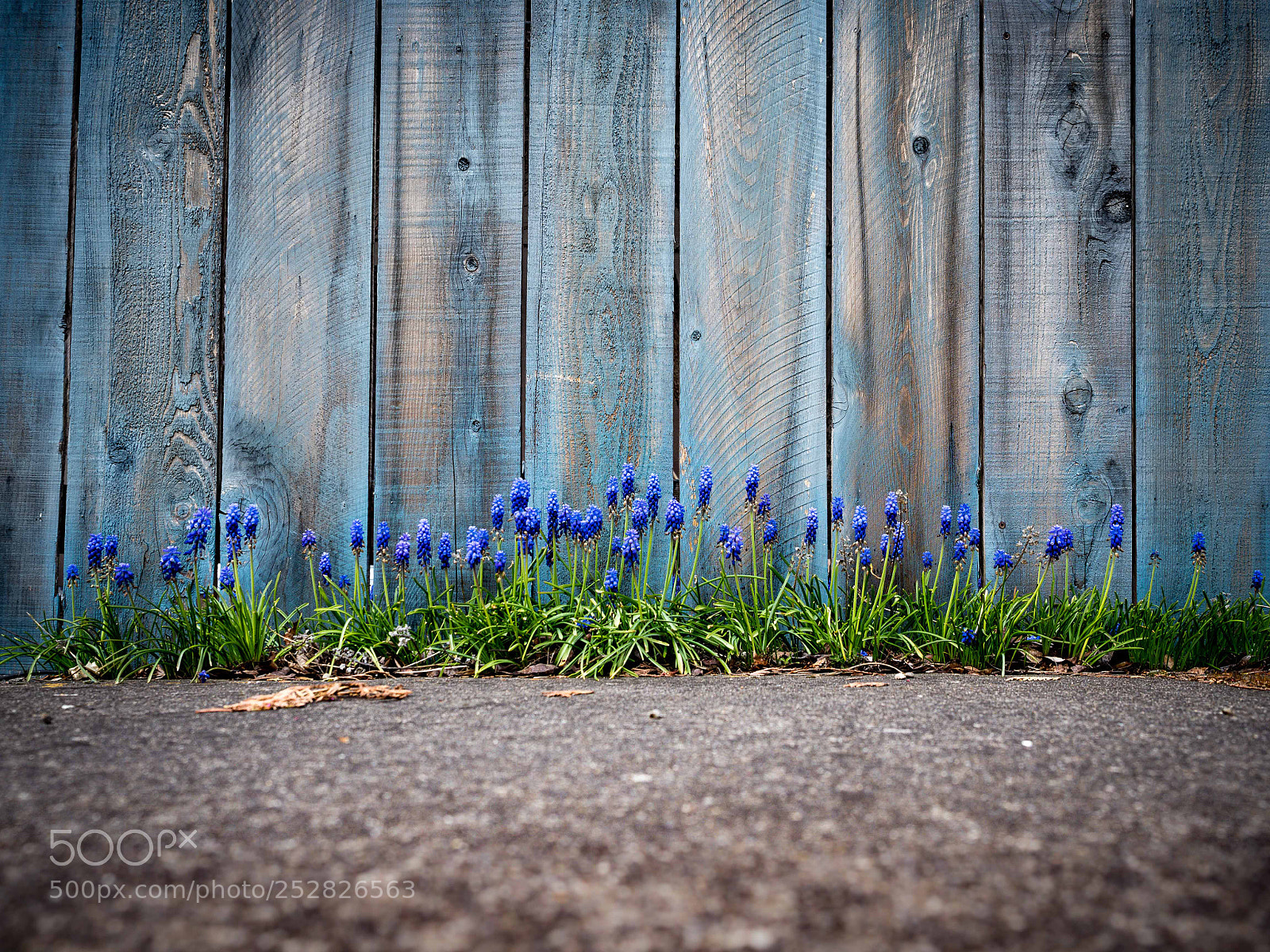 Olympus OM-D E-M5 II sample photo. Nature always finds a photography
