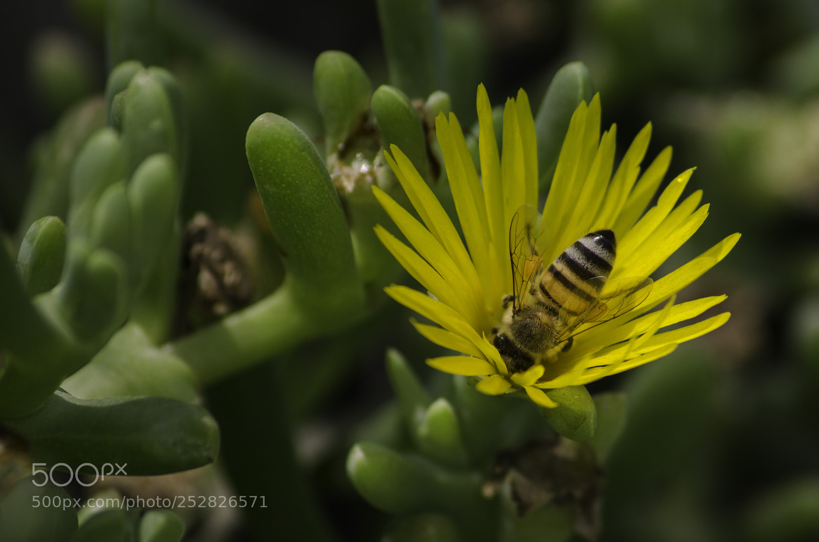 Nikon D5100 sample photo. Bellyful of a bee photography