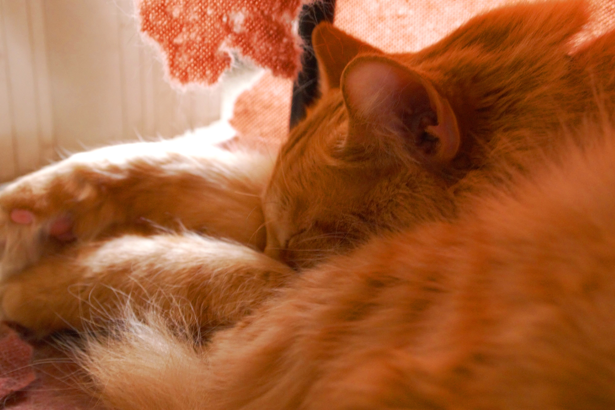 Panasonic Lumix DMC-GF2 sample photo. A napping morris photography