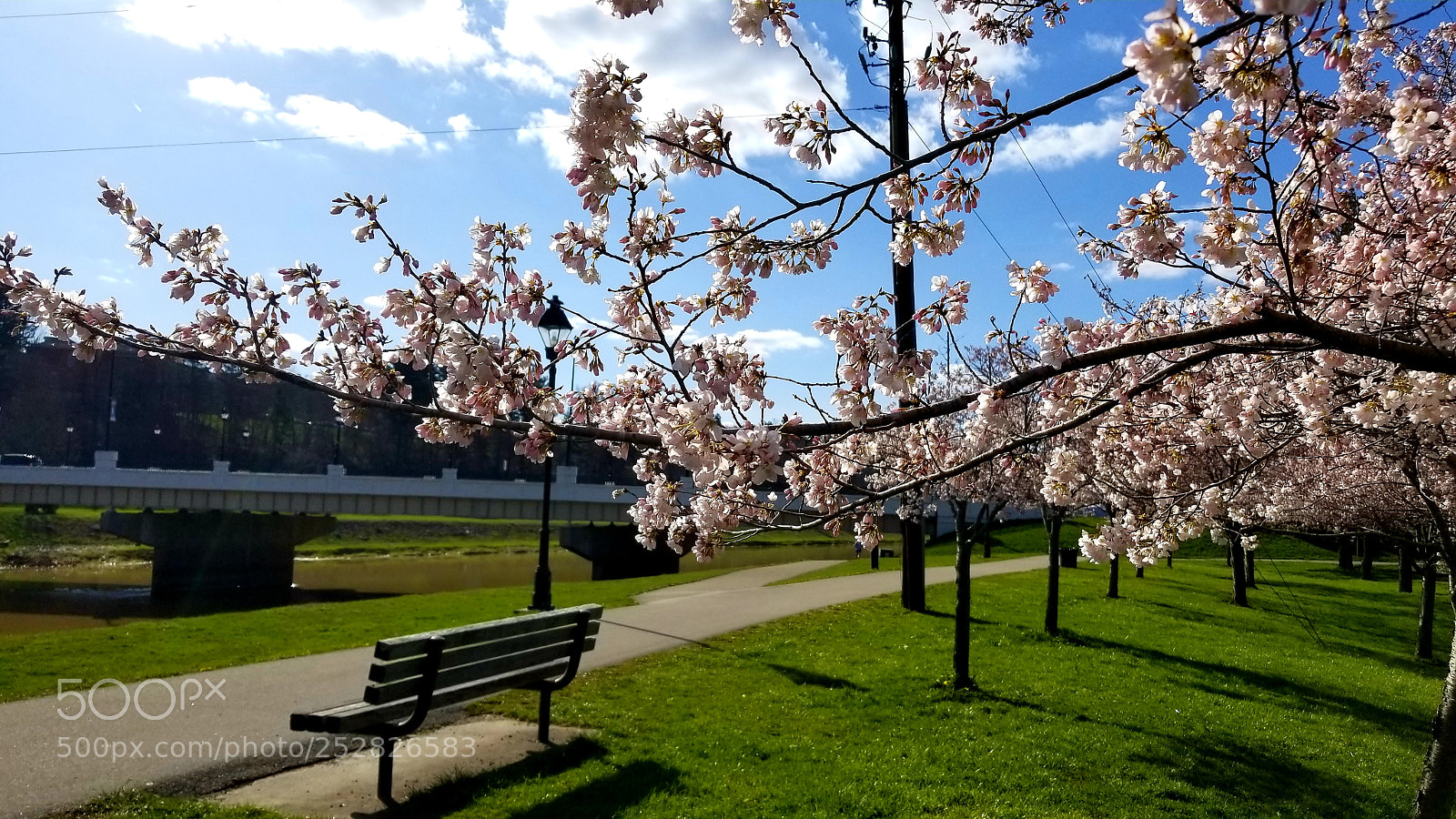 Samsung Galaxy S8 sample photo. Cherry blossoms photography