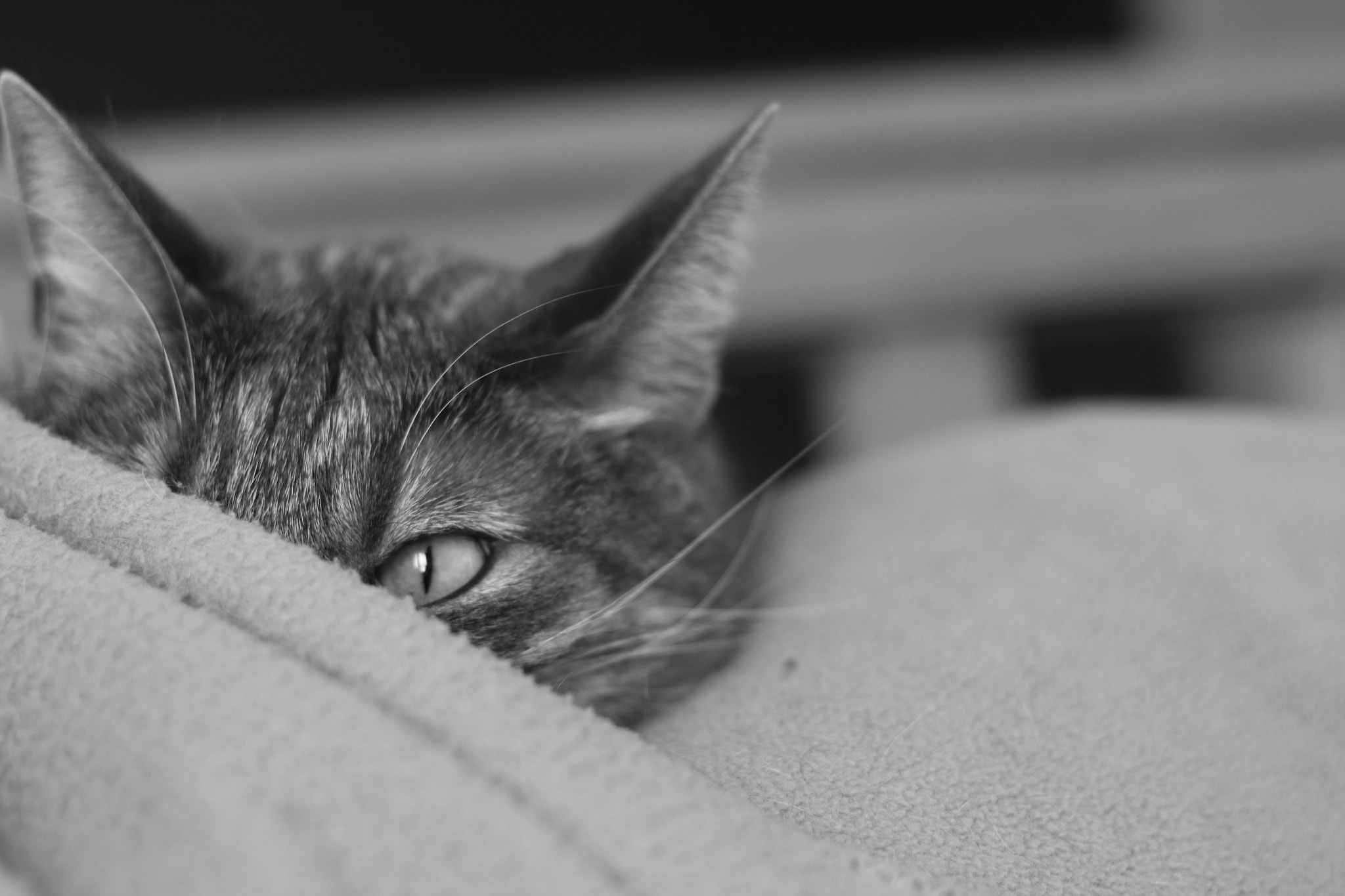 Canon EF 50mm F1.8 II sample photo. Eye catching photography