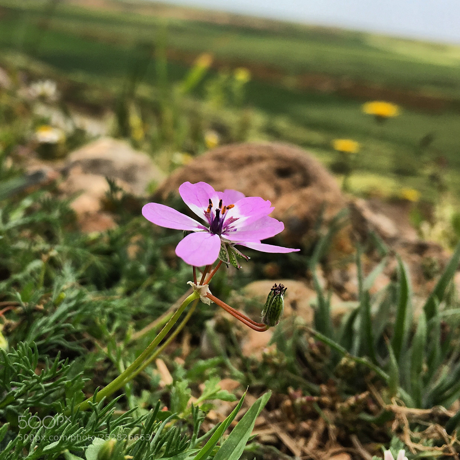 Apple iPhone 6s sample photo. Untitled photography