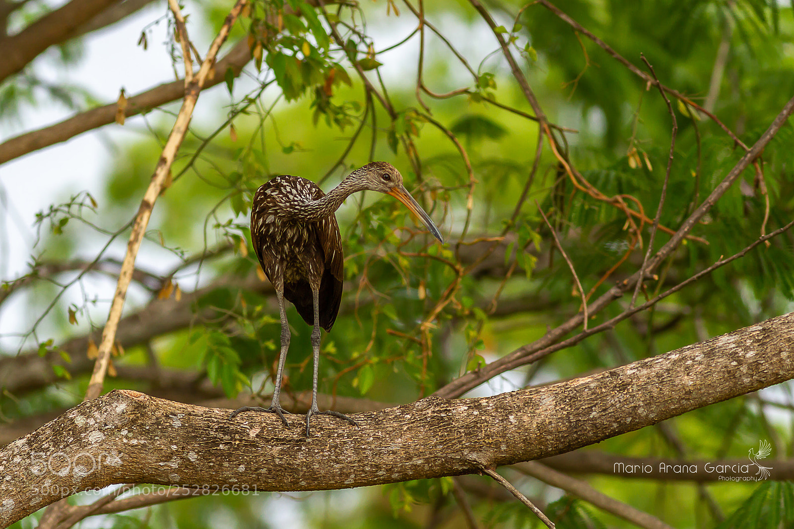 Canon EOS 7D sample photo. Limpkin photography