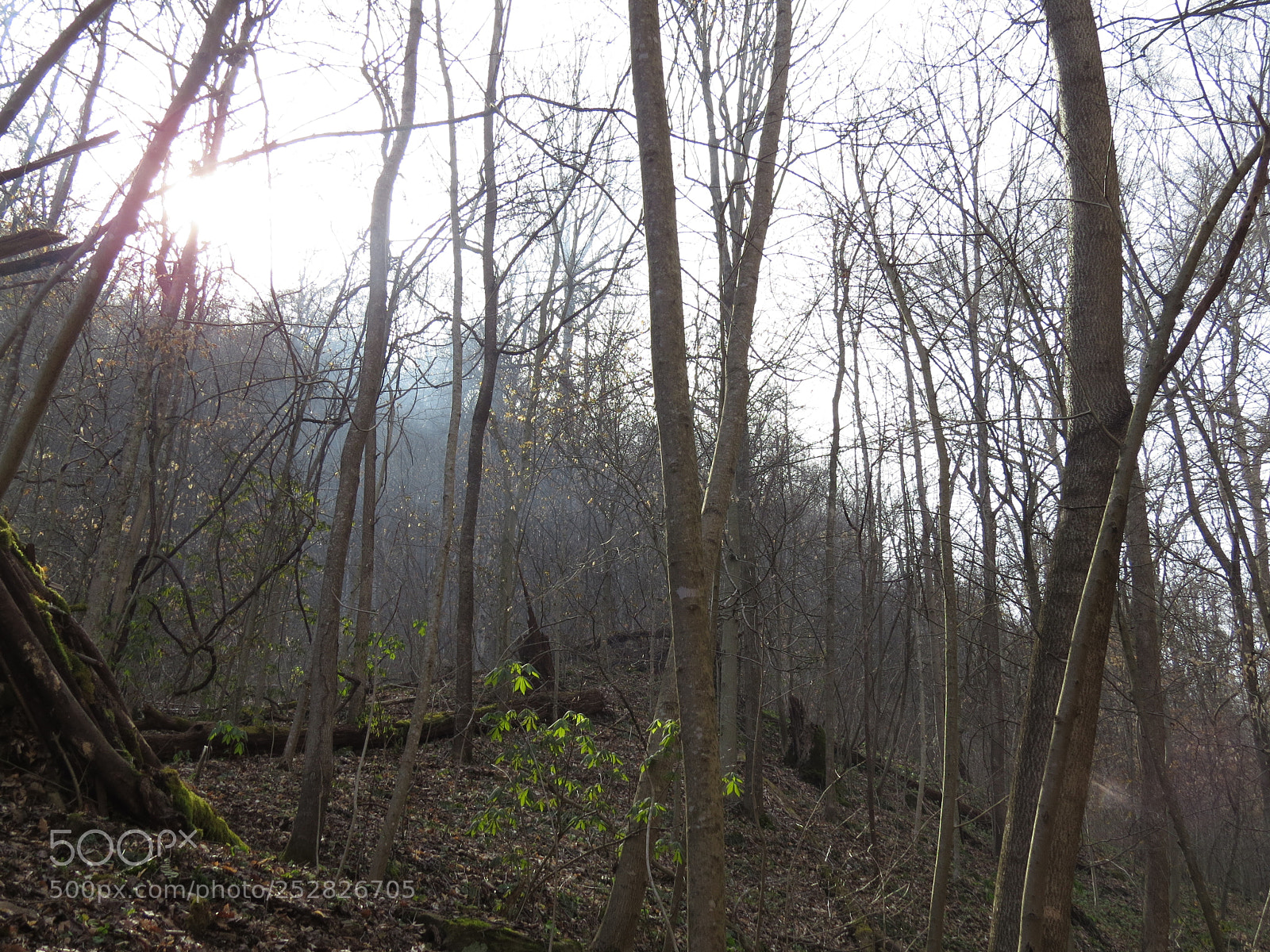Canon PowerShot SX50 HS sample photo. West virginia woods photography