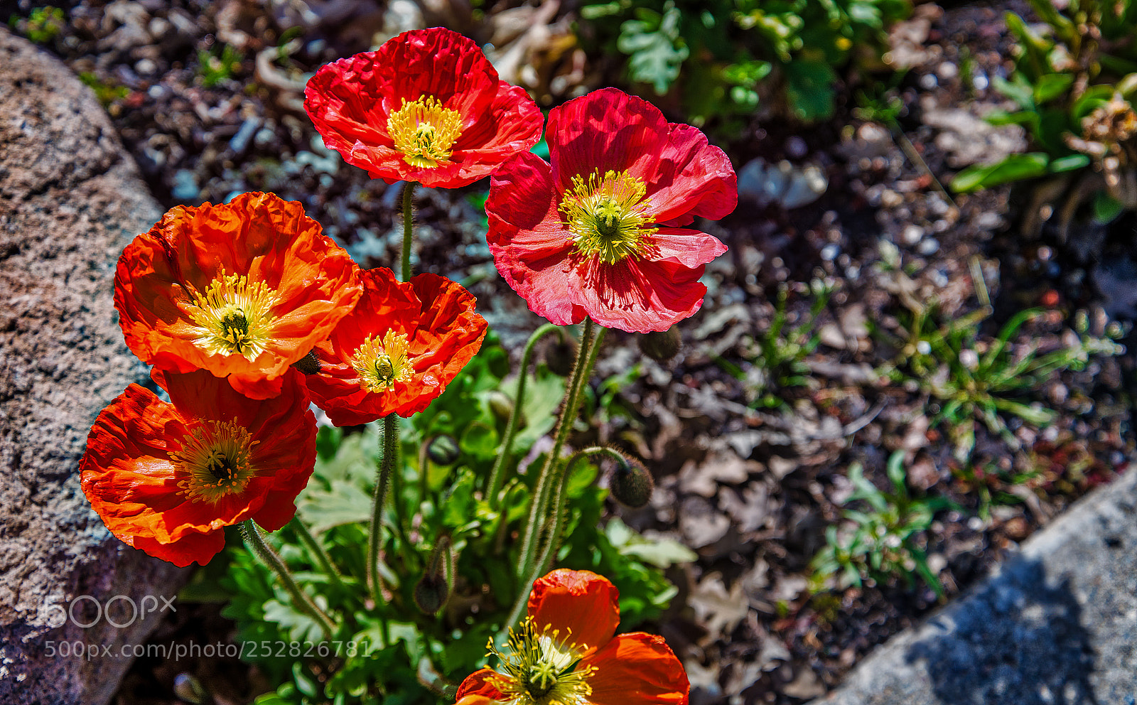 Nikon D850 sample photo. Poppies popping out all photography