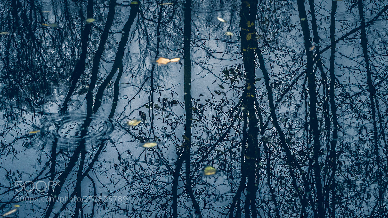 Nikon D800E sample photo. Autumn mood photography