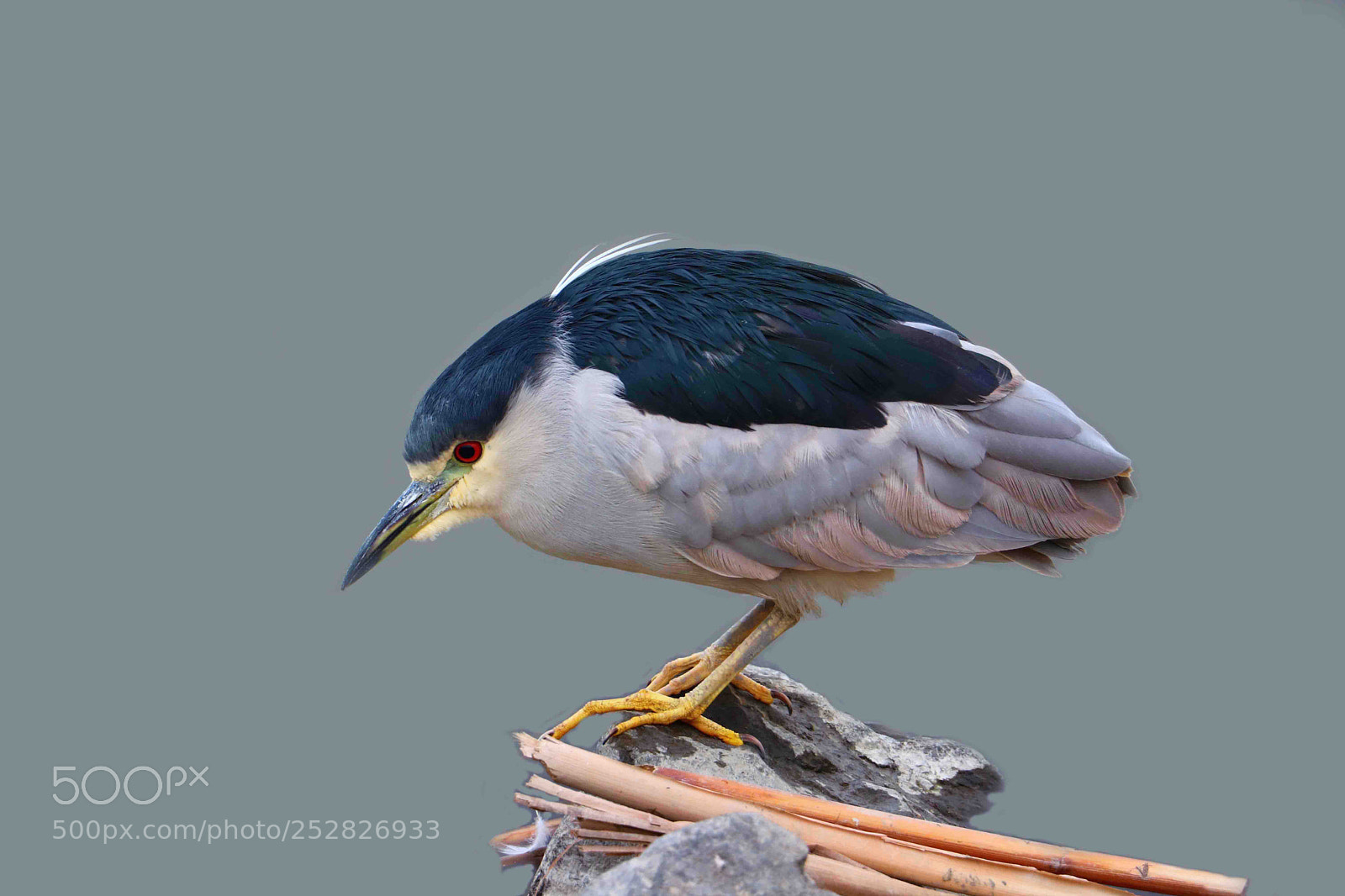 Canon EOS 80D sample photo. Black crowned night heron photography