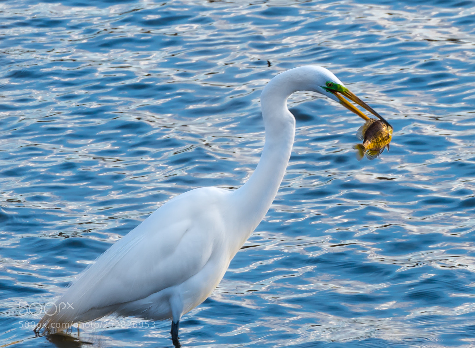 Nikon D850 sample photo. Fishing photography