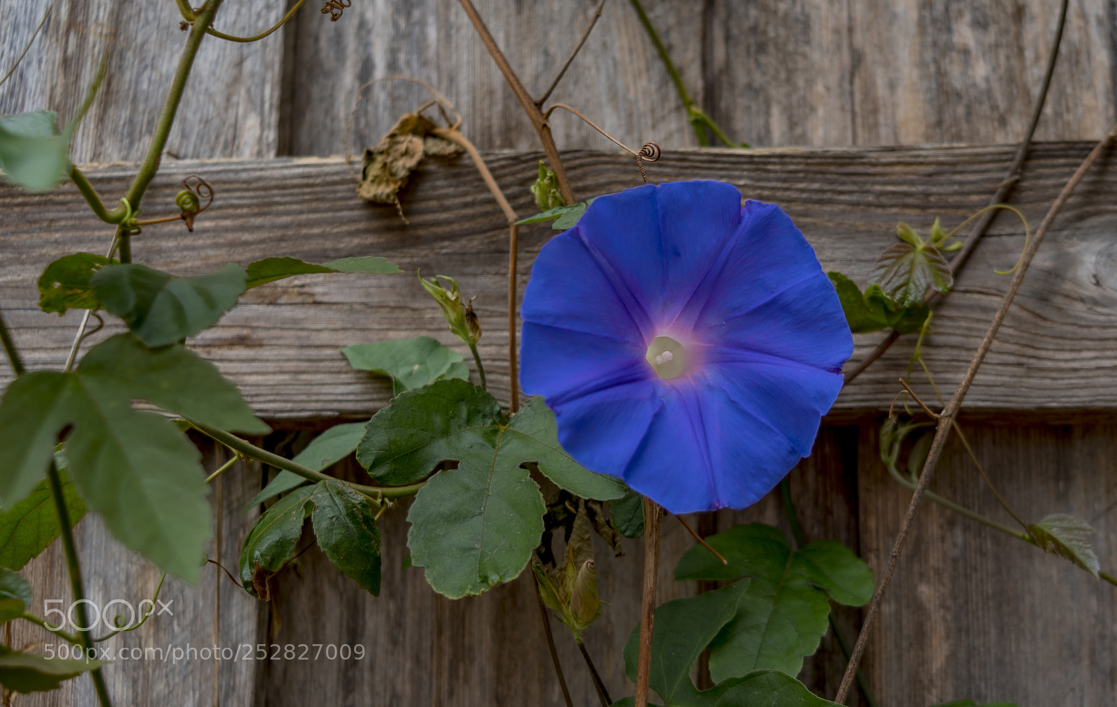 Pentax K-1 sample photo. Morning glory. photography