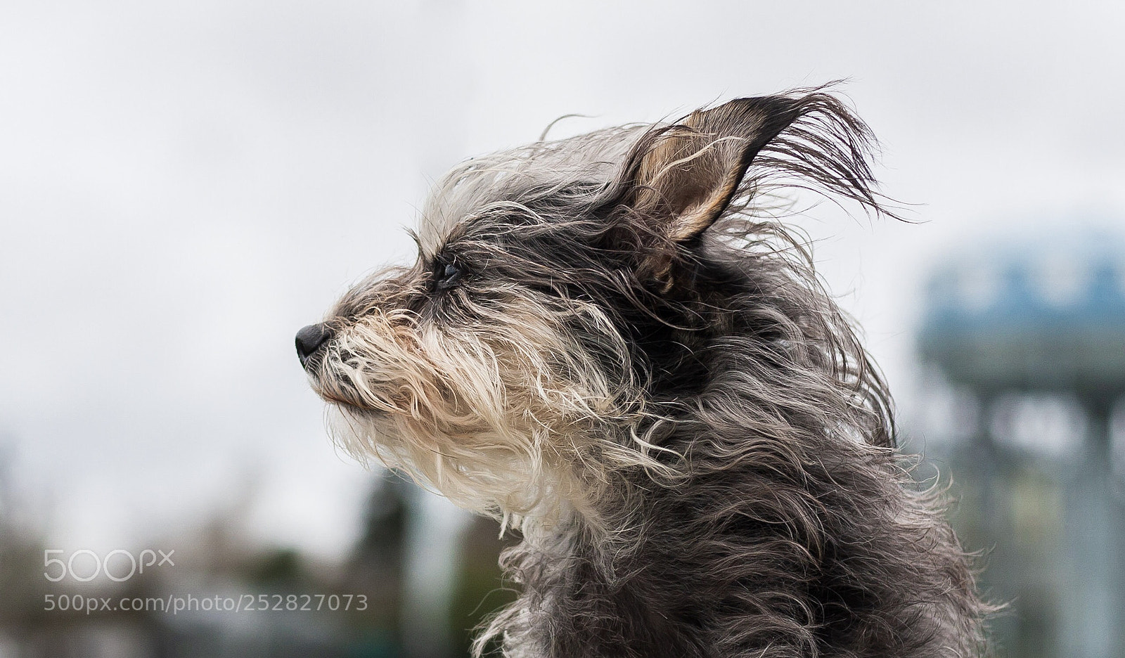 Canon EOS 40D sample photo. Wind blowing  photography
