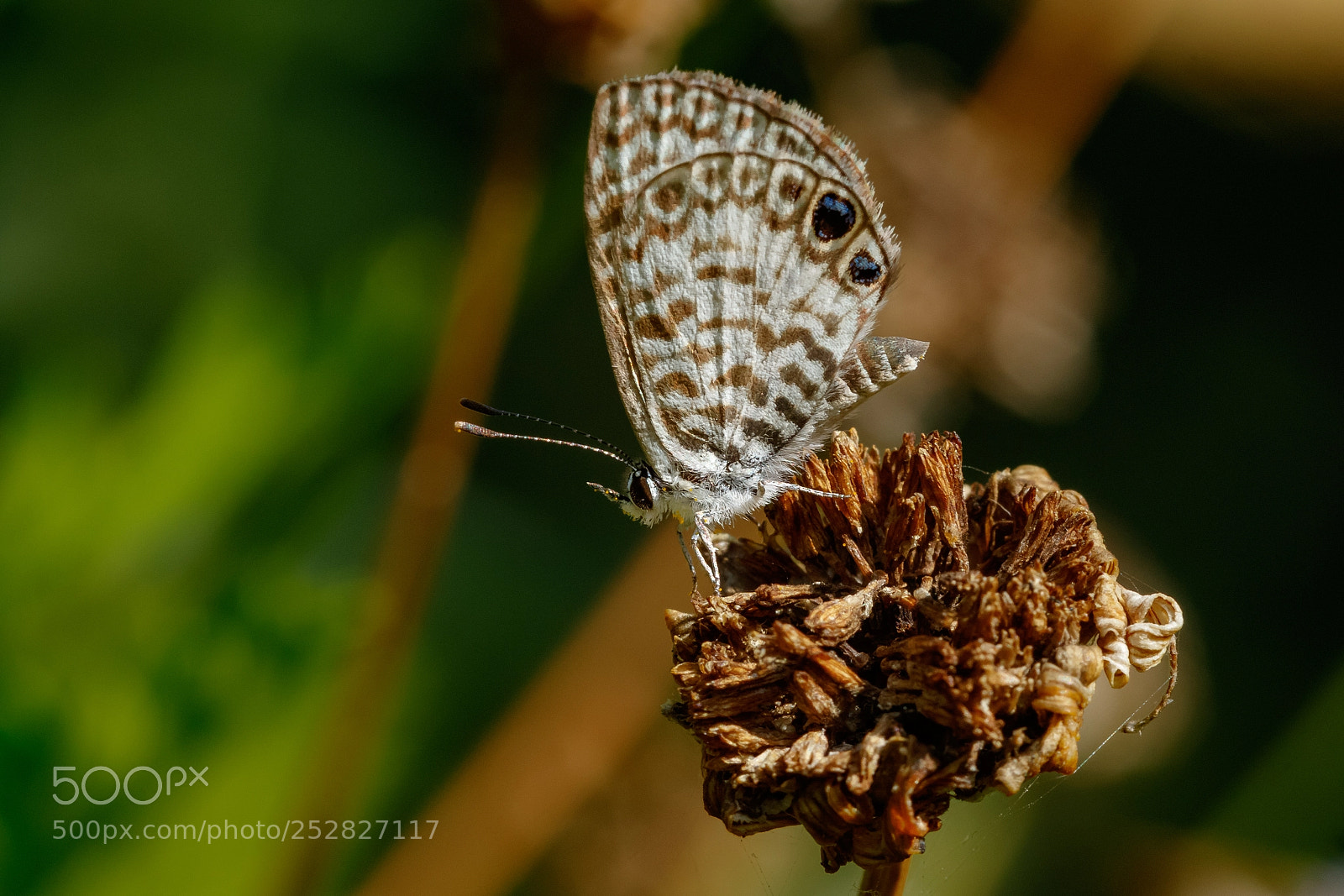Canon EOS 7D Mark II sample photo. Cassius blue photography