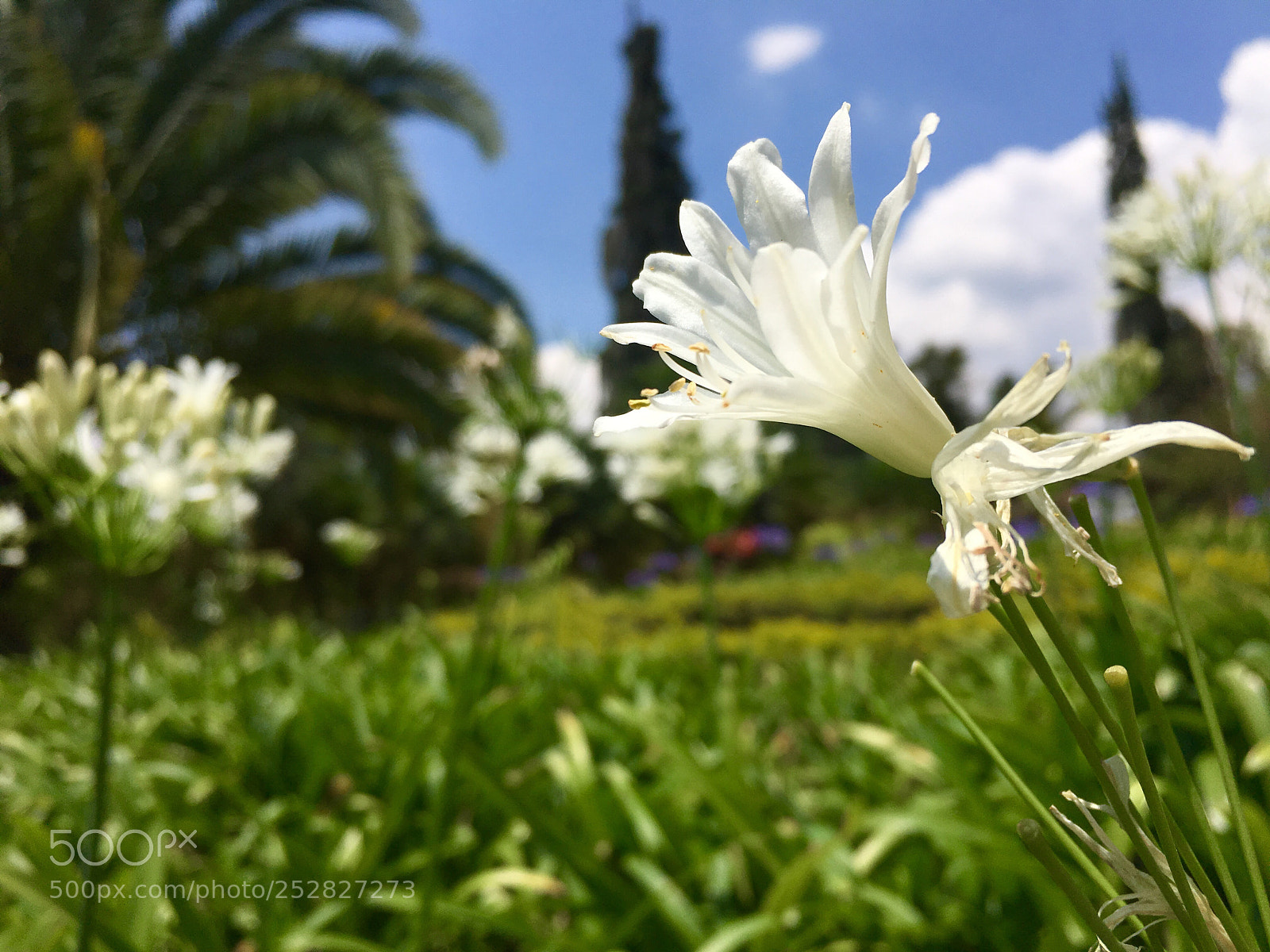 Apple iPhone 6s sample photo. Flowers dance too photography