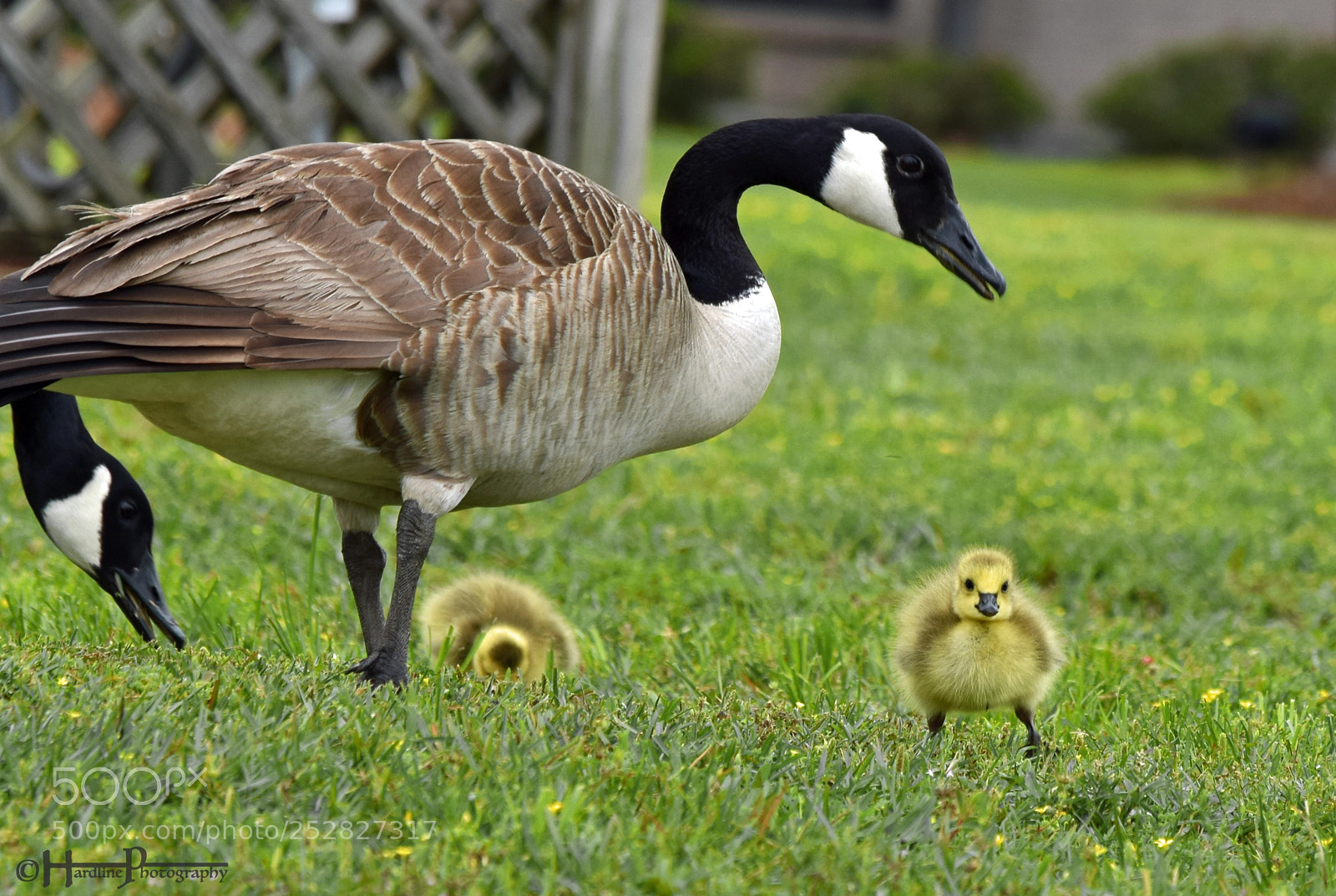 Nikon D3300 sample photo. © canadian goslings photography