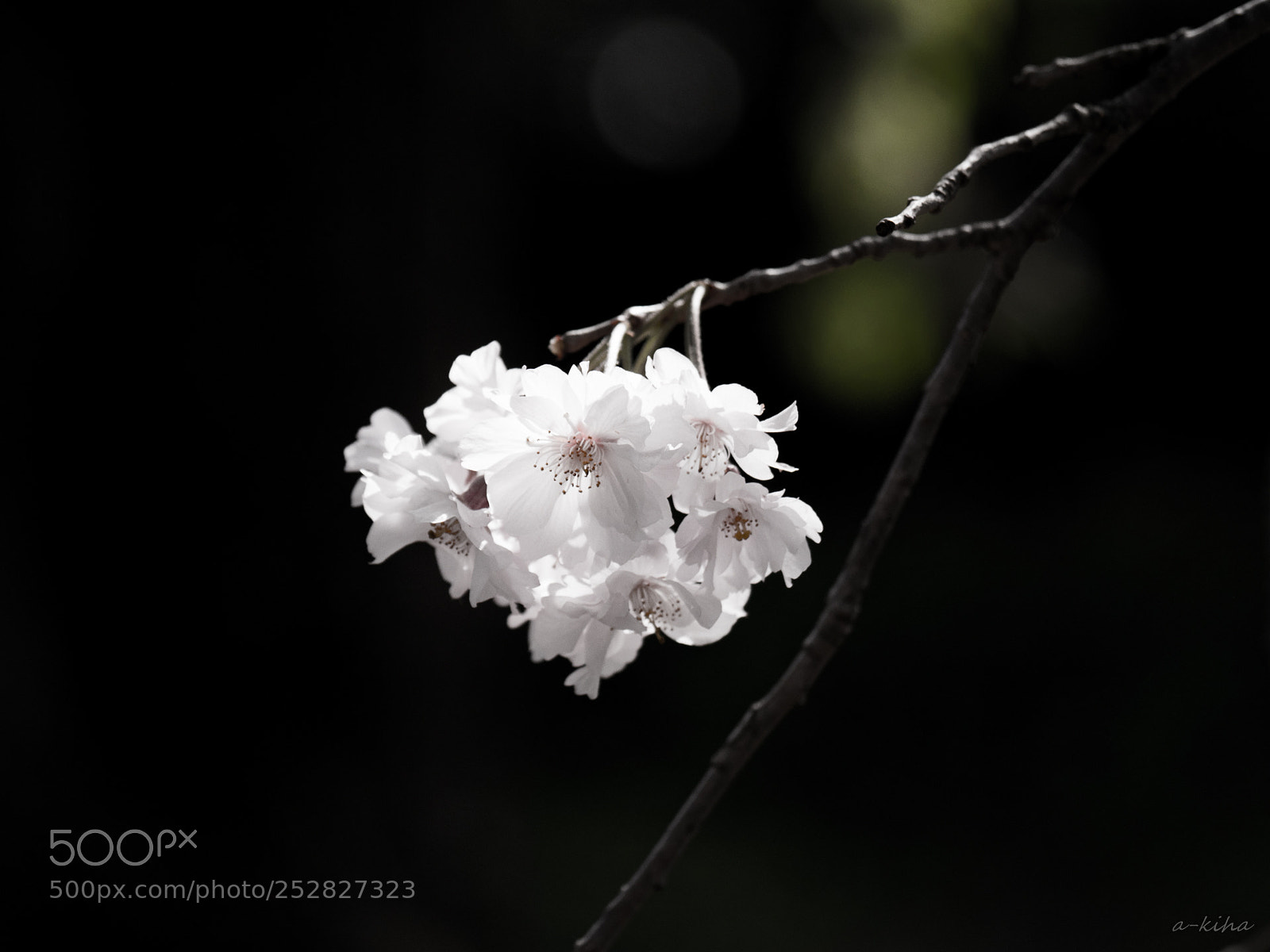 Olympus OM-D E-M1 Mark II sample photo. Sakura photography