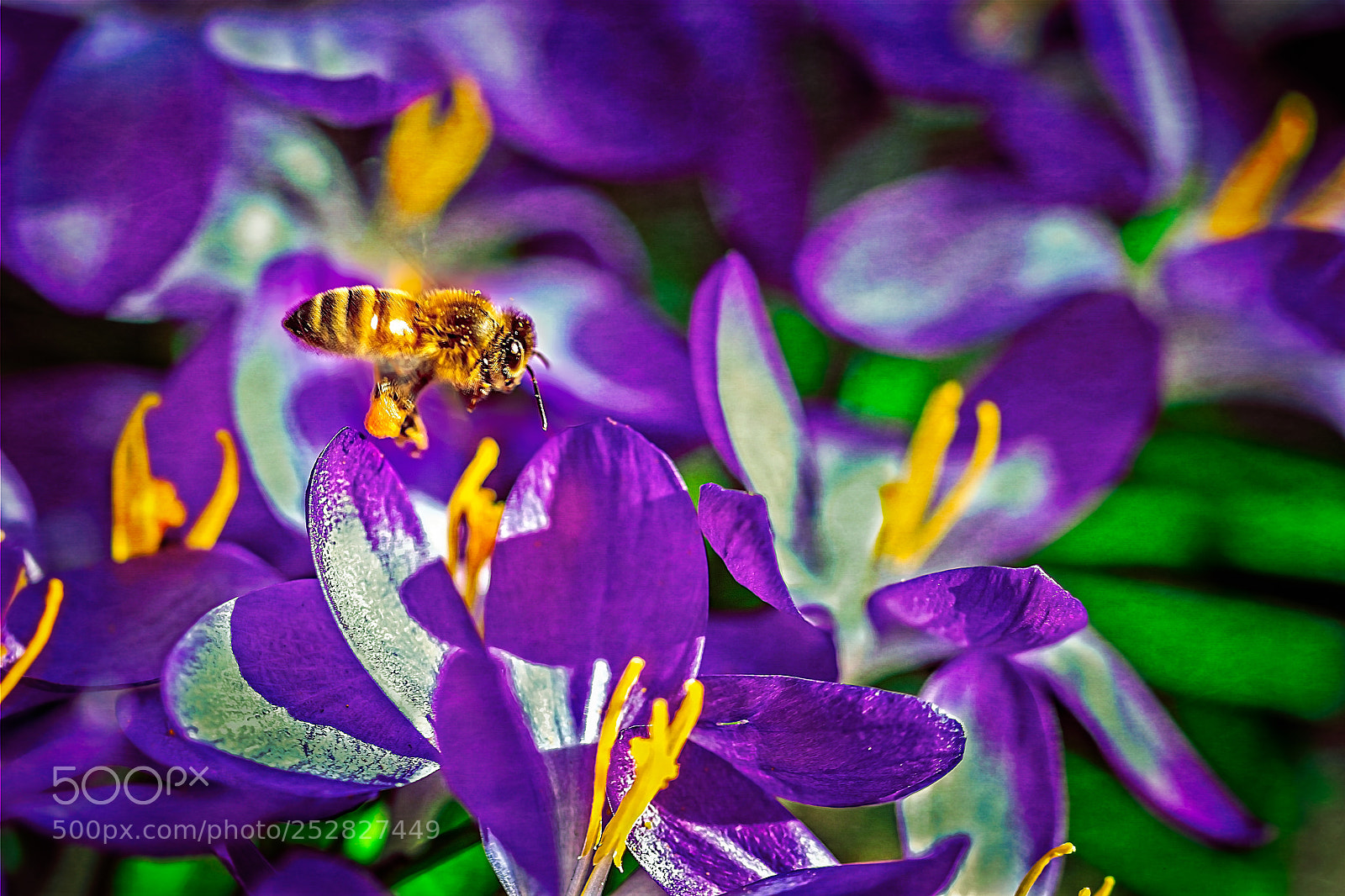 Nikon D5300 sample photo. Busy bee photography