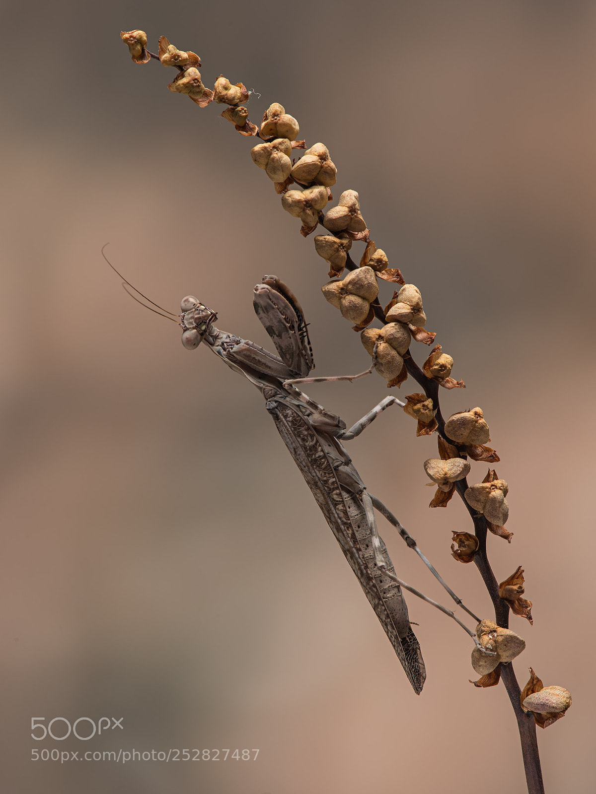 Nikon D800 sample photo. Paraspendale giant mantis photography