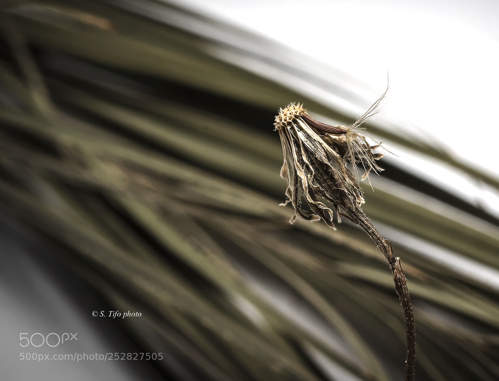 Canon EOS 80D sample photo. Old dandelion ... photography