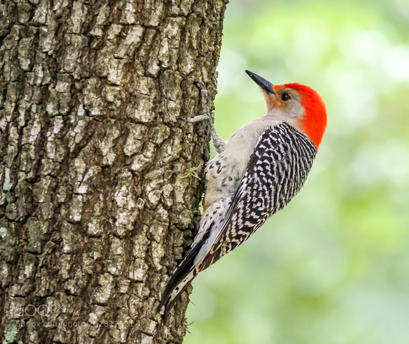 Olympus OM-D E-M1 Mark II sample photo. Woodpecker photography